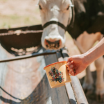 HERVIDOR PIQUILLÍN - Imagen 2